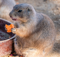 Prairie dog eating carrot