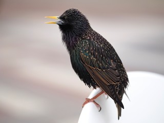 Perched Starling 