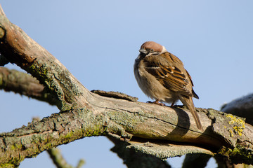 Spatz