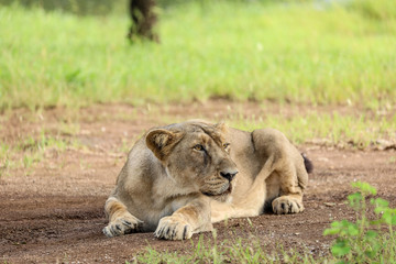 lion and lioness