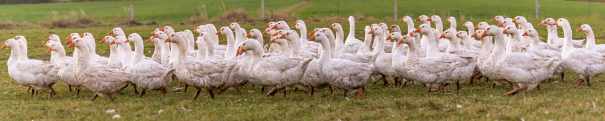 Obraz premium A lot of white fattening geese on a meadow