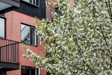 Blooming tree in front of a pink and black building