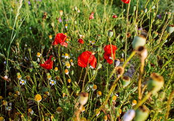 field of red poppies and chamomiles