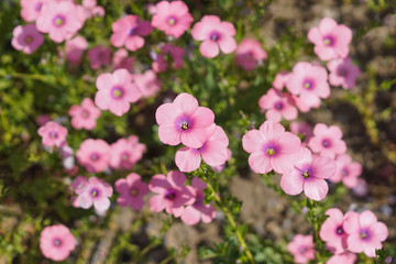pink Androsace flowers in a garden