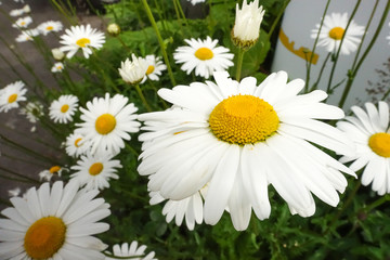 Close Up of White Dailies