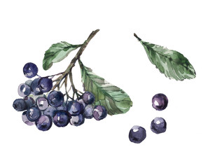 Branch of Aronia berries or black chokeberry with green leaves set. Watercolor hand drawn illustration isolated on white background. Hand-drawn set of aronia in a realistic style.