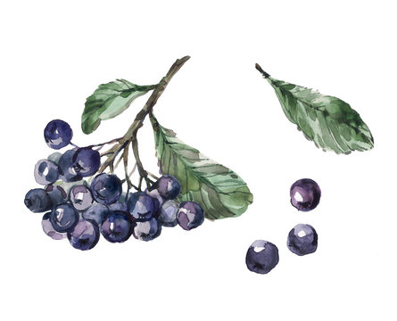 Branch of Aronia berries or black chokeberry with green leaves set. Watercolor hand drawn illustration isolated on white background. Hand-drawn set of aronia in a realistic style.