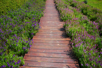 Obraz premium Wooden road through violet lavender flowers field. Lavender background.