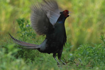 Obraz premium キジ。日本固有の留鳥で特に雄は美しく、古来民話や童話などで親しまれている事から「国鳥」に指定されている（１９４７年）。 又他方。馴染深い「狩猟鳥」でもある。猟期は都道府県で多少異なるが、秋１０月頃から４月の繁殖期までと種の保護と安全に配慮している。