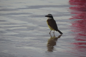 bird on water