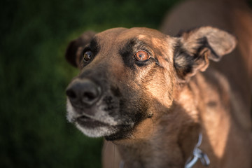 Portrait of a brown smooth Belgian Shepherd Malinois.