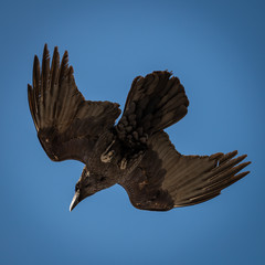 Corvo in volo