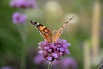Schmetterling beim Landen