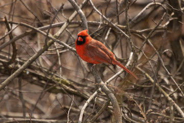 Cardinal