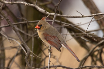 Cardinal - female