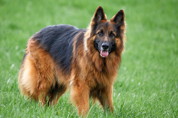 Deutscher Schäferhund steht auf einer Wiese