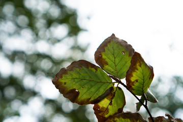 Brown green leaves in autumn