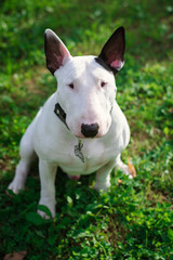 Sitting bull terrier