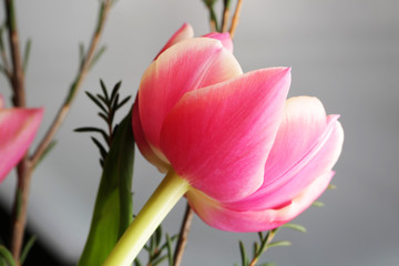 Fototapeta premium Tulip beautiful flower close up photography for greeting