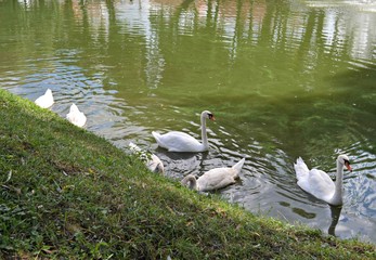 White swans on the water, Fagaras, Transilvania, Romania