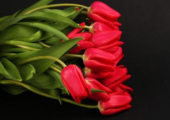 Tulip beautiful flower close up  photography for greeting