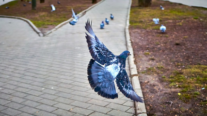 Pigeons in flight over a park path. Birds, outdoor scene. © LemPro Filming Life