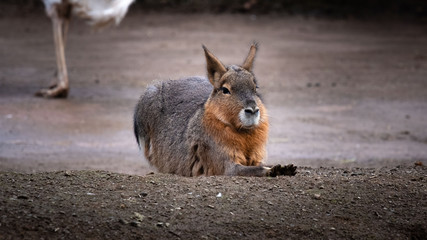 Obraz premium Hare relaxing in the shadow