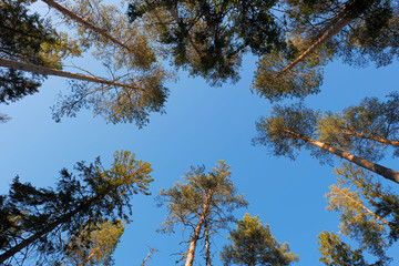 Tops of pine trees against blue sky in sun light. Bottom up view.