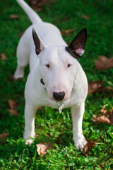 Bull terrier 