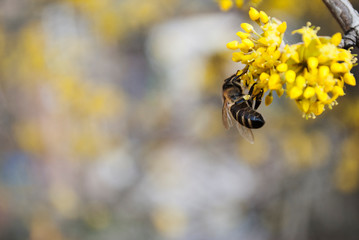 Bee. Yellow flowers. Honey production. Flowering tree, close up. A honey bee collects pollen from a fruit tree. Dogwood tree in bloom.