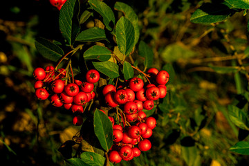 Rowan berry at night with beautiful light