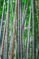 green bamboo forest