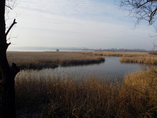 Reeds thickets in the lake