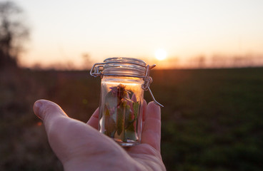 Herbal medicine on the palm of your hand.