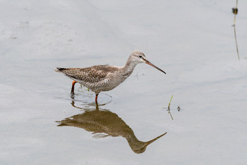 Dunkler Wasserläufer an einem See in der Eifel