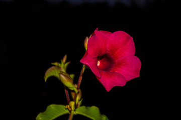 Alamanda Roxa IMG_7178