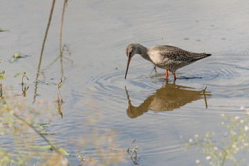 Dunkler Wasserläufer an einem See in der Eifel