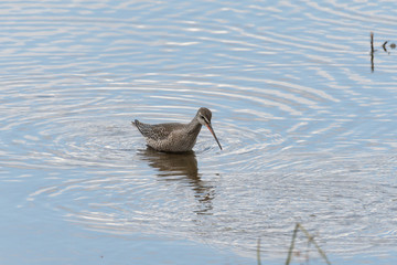 Dunkler Wasserläufer an einem See in der Eifel