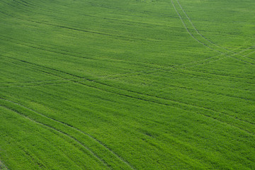 Obraz premium aerial view of a green crop field