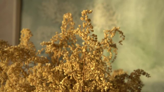 The dried plant compositions for the decoration of interiors. The delicate texture of the Canadian goldenrod dry plant flowers in the foreground. Elements of natural design. 