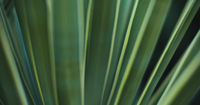 Close up of blue agave plant outside, shallow depth of field. BMPCC 4K