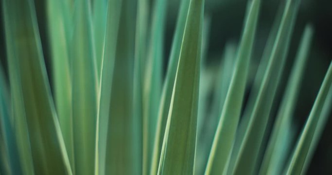 Close up of blue agave plant outside, shallow depth of field. BMPCC 4K