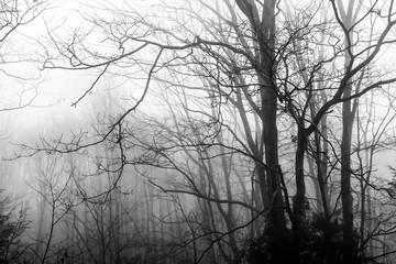 Ominous Silhouetted Tree on a Cold Foggy Morning