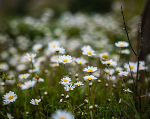 Daisies that herald the arrival of spring. White leaf daisies blooming among green herbs. It is suitable for background work.