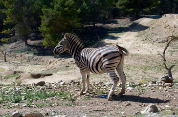 Fototapeta na wymiar Nice zebra looking at the lands of their domains