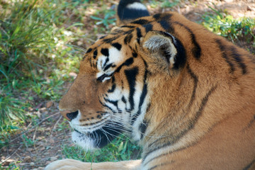 Fototapeta na wymiar Majestic tiger waiting for the hunt