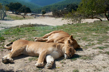 Lionesses sleeping in the sun after the hunt