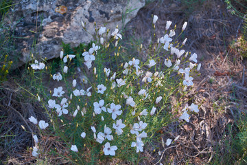 The wonderful spring with its flowers and plants