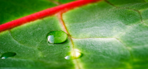 Abstract green background. Macro Croton plant leaf with water drops. Natural background for brand design © OLAYOLA