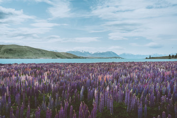 landscape with flowers